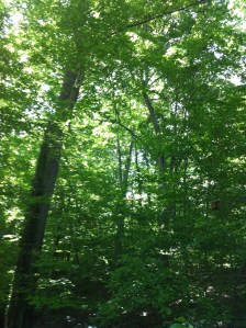 And yet the east coast can be so green, and so lush...