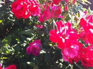 There was a ladybug involved too; I thought I killed her and then remembered she could fly. (Btw, surely not all ladybugs are female?)