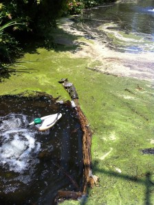 Did they know the duck was fake? Did they try to talk to it? 