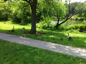 A few of the Goslings! Clearly, I stayed far enough away so that the geese couldn't bite my legs off. 