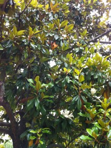Hard to tell the blooms from the sky peeking through the leaves.