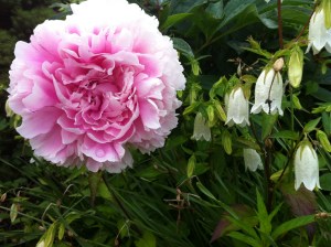 I started this day in a place with peonies; what will I find blooming in my destination?