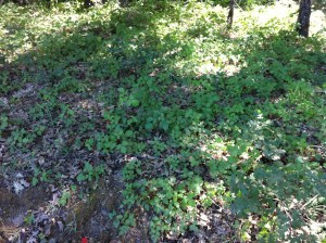Poison oak: my earthly nemesis. 