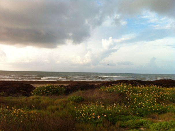A beach, a bird, and piles of seaweed.