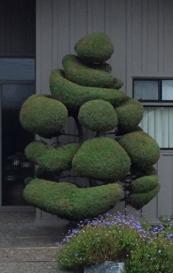 Apropos of nothing, have you ever seen a lovelier front-yard tree?