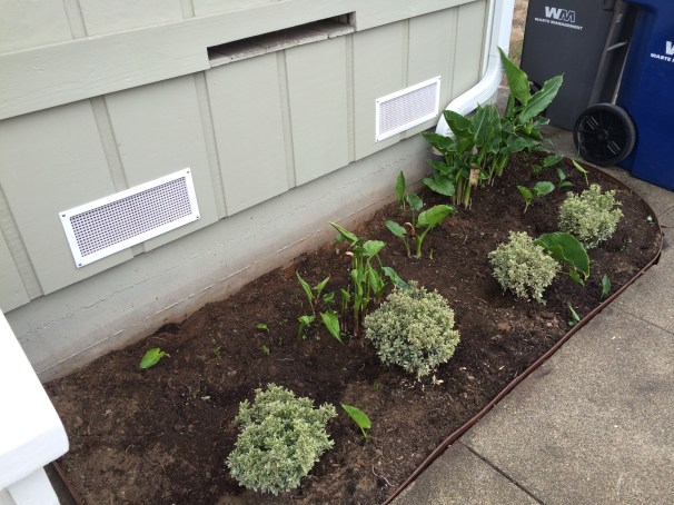 I weeded successfully, but let's be honest that these plans are mistakes waiting to happen. I don't even know what they are! 