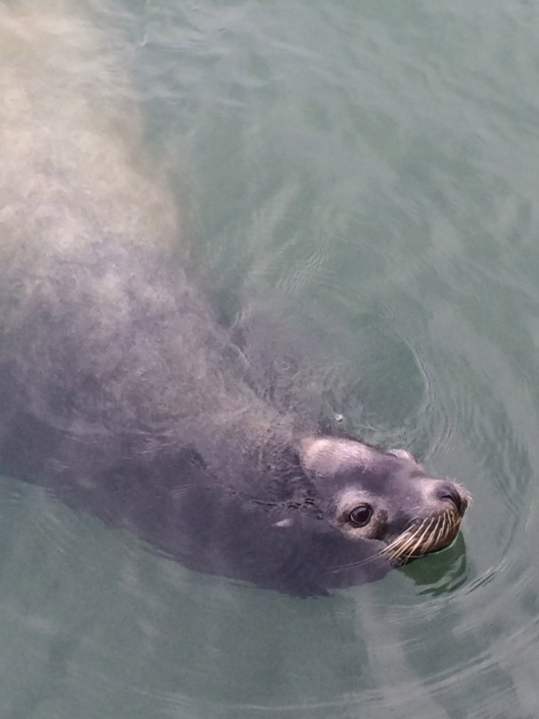 But maybe it's a seal? 