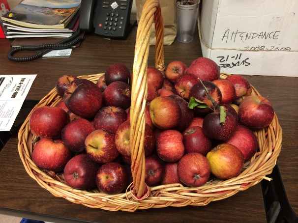 Grateful for baskets of apples that appear at work. 