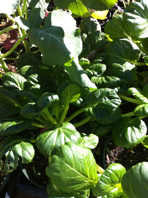 There is a farmers' market, after all, full of greens and bounty even in January.