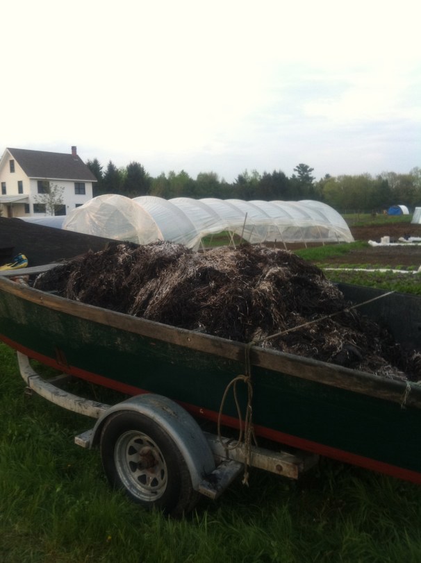 On second thought, maybe my favorite chore was mulching with local seaweed.