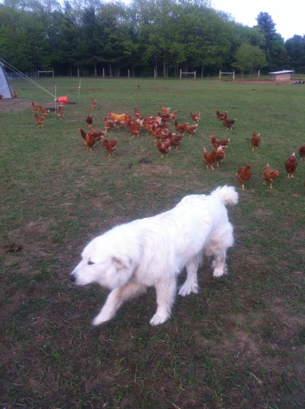 Not surprisingly, my beloved childhood dog was a Great Pyrenees, though she was not tasked with guarding chickens. 