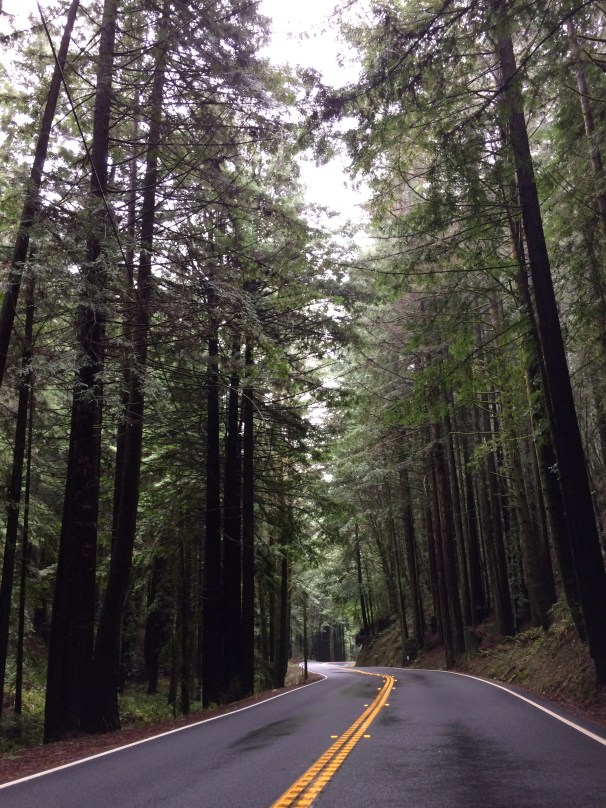 Even along the highway, these trees demand attention.