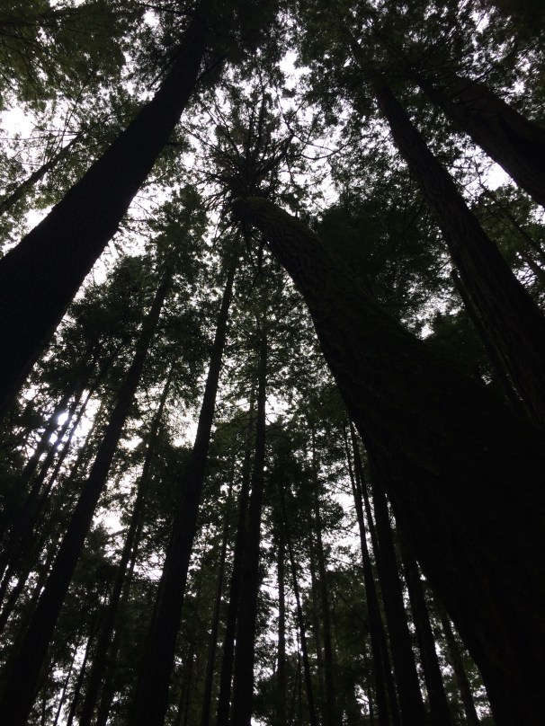 Beneath these trees, I am so incredibly small. 