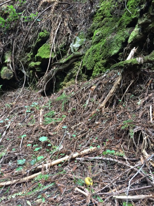 I spy…a banana slug, among the flotsam and jetsam of the forest. What else do you see? 