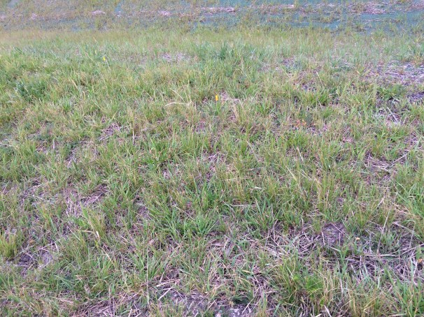 A folded-up California Poppy, tucking itself into the anonymity of common grasses.