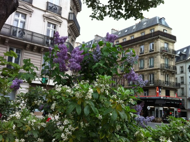 A roadside explosion of flowers, under the watch of Parisian buildings. 