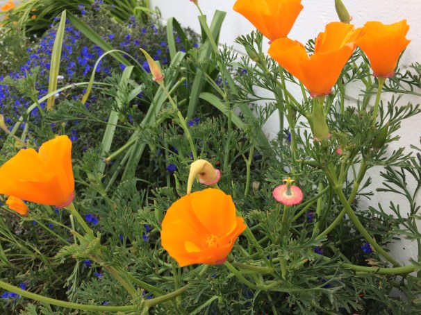 I have to include the California Poppy. Steinbeck captured this color perfectly in a line from "East of Eden."