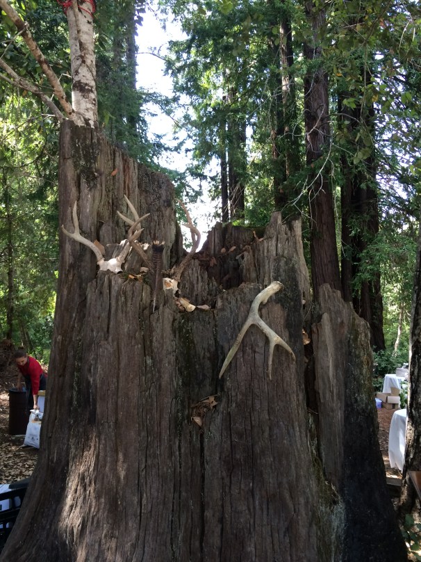 What's a wedding without antlers? 