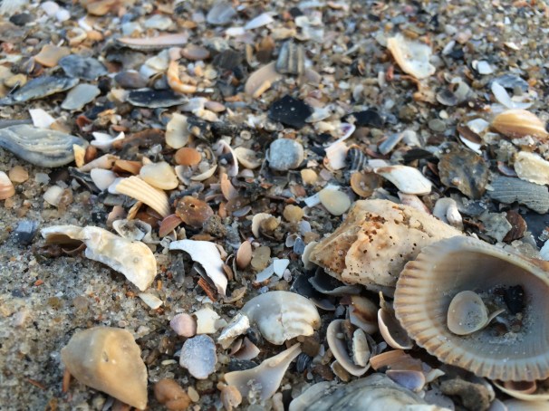 Shells on a sandy beach convince me that I’m a novice at the task of naming colors. 