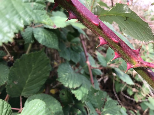 7iCxq8G1RnO3nj3sIEaWJQ