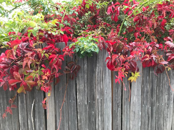 uvRRfAoNR1GlVeP+F0JztQ