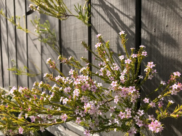 56GqhRqKQXadwmQUrV7+lQ