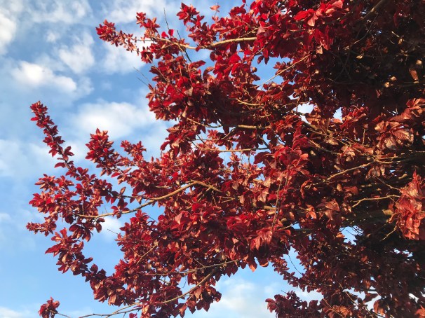 wO9M5y2MQJ6IPDEOMSVxnA