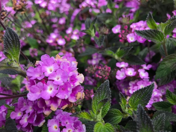 WT+f4QDqS6SkVxiX1X9ArA